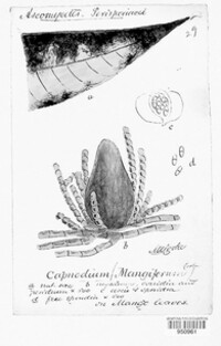 Capnodium mangiferum image